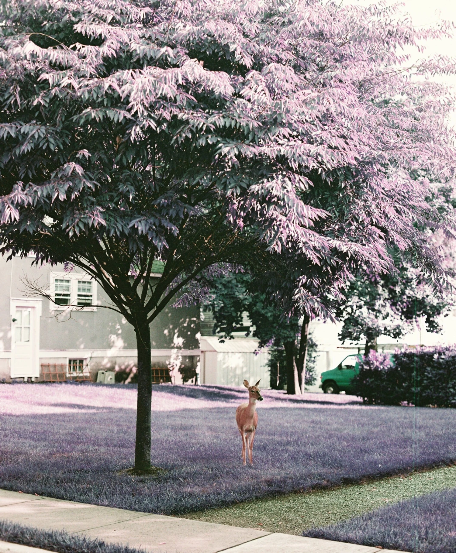 LomoChrome Purple 35mm ISO 100-400 12 LomoChrome Purple 35mm ISO 100-400 - Image 10