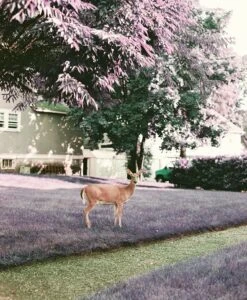 LomoChrome Purple 120 Medium Format ISO 100-400 -Camera Gear Hub BraedonFlynn FilmSupplyClub 0007