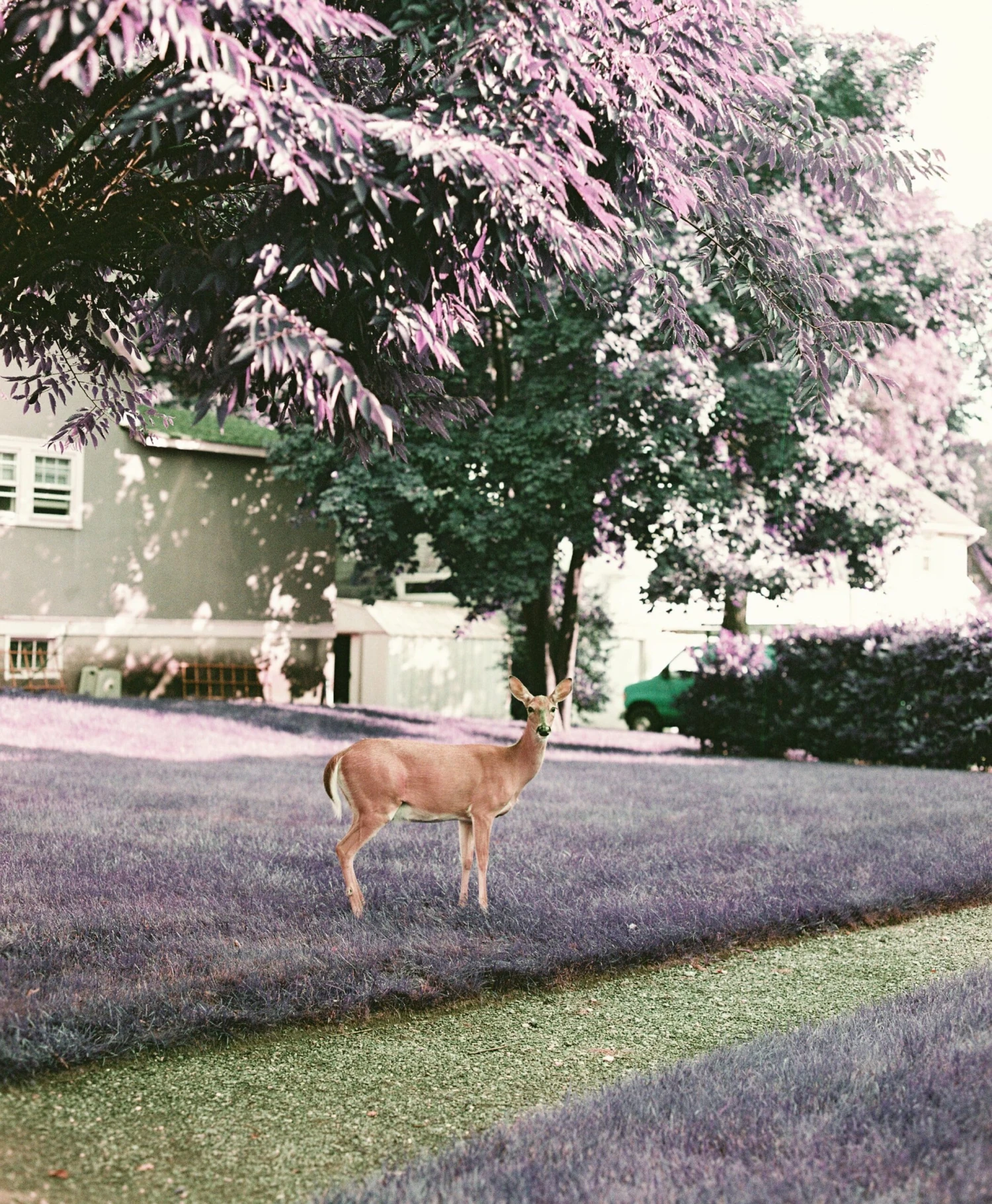 LomoChrome Purple 35mm ISO 100-400 13 LomoChrome Purple 35mm ISO 100-400 - Image 11