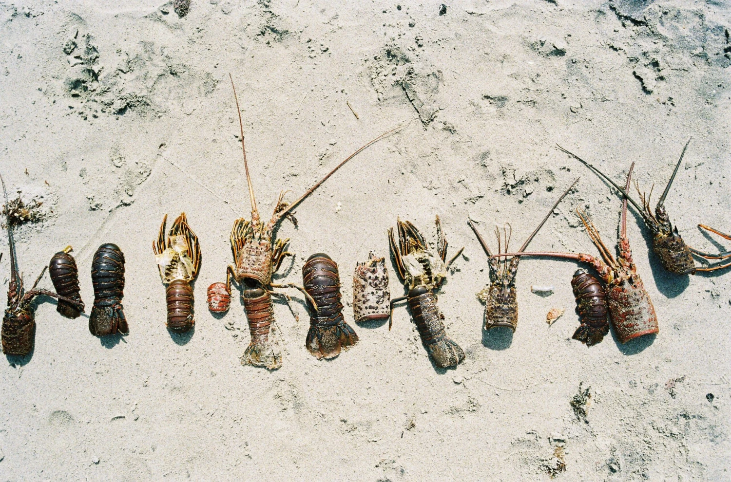 Kodak Ultramax Single Roll, 36 Exposures, Color Negative Film 9 Kodak Ultramax Single Roll, 36 Exposures, Color Negative Film - Image 7